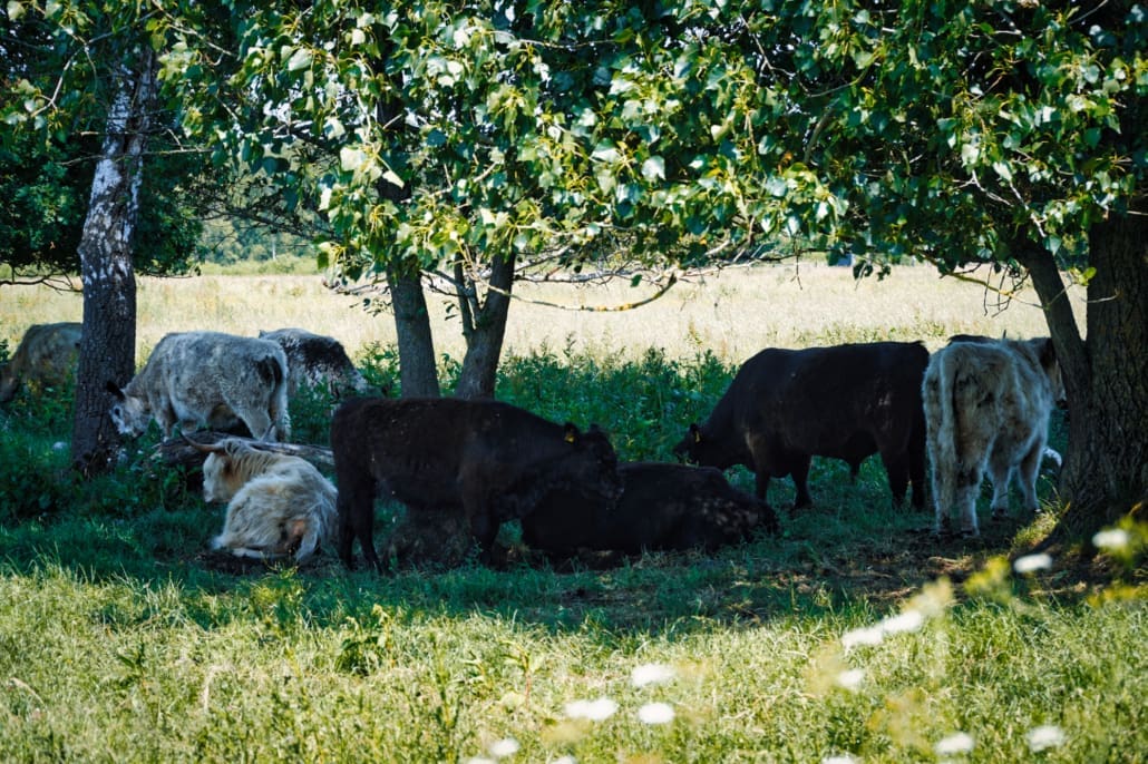 Die Rinder, von denen das Fleisch von EinStückLand stammt, führen ein Leben mit viel Auslauf.
